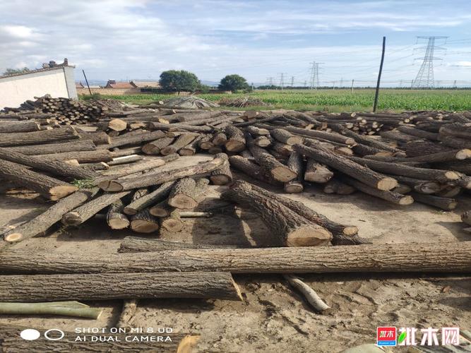 木材加工厂大量收购 杨树原木 柳树榆树等木材